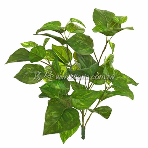 萬年青花束示意圖