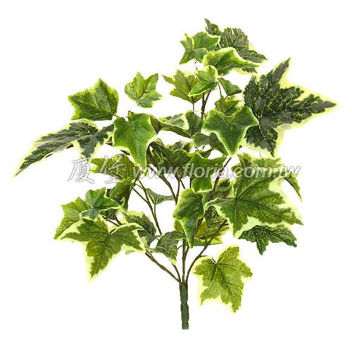 荷蘭常春藤花束示意圖