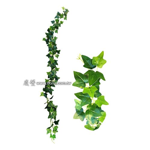 單條英國常春藤 220㎝示意圖