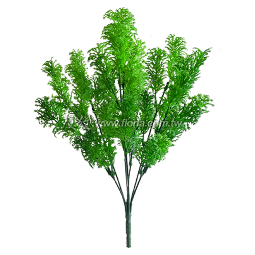 翠雲草 (深綠)示意圖
