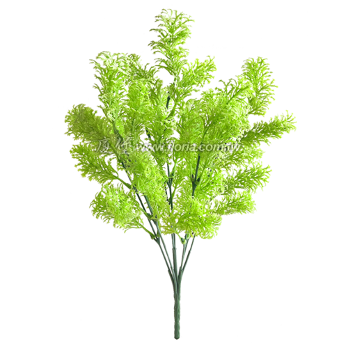 翠雲草 (淺綠)示意圖