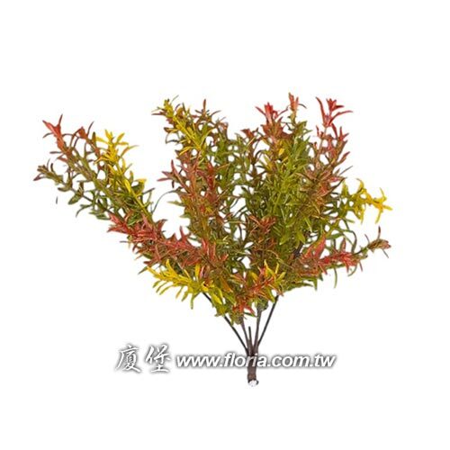 天文冬花束(秋色)示意圖