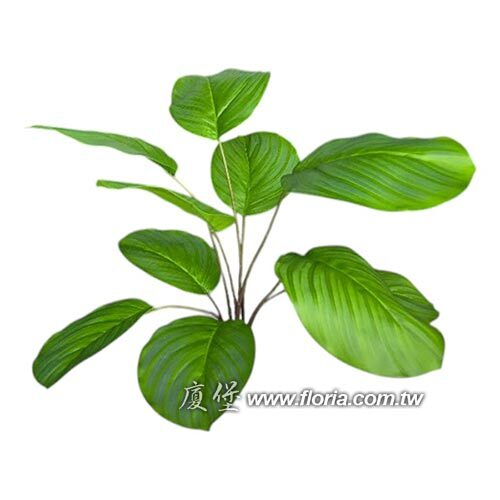 青蘋果竹芋示意圖