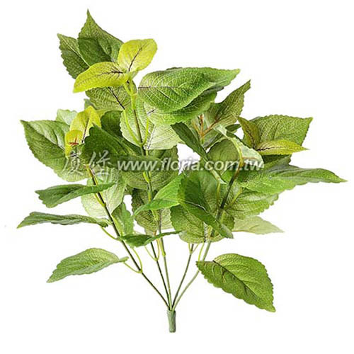 紫蘇 (大綠)示意圖