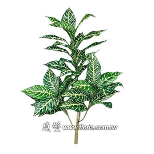 斑馬葉示意圖