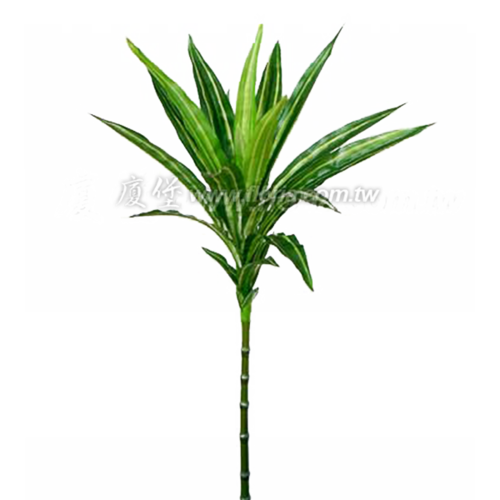 開運竹 (綠/黃)示意圖