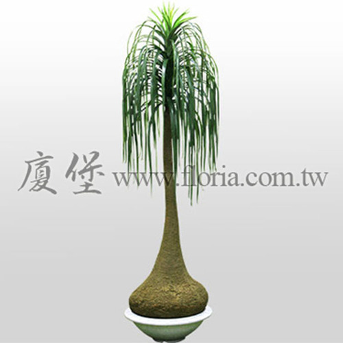 酒瓶蘭示意圖