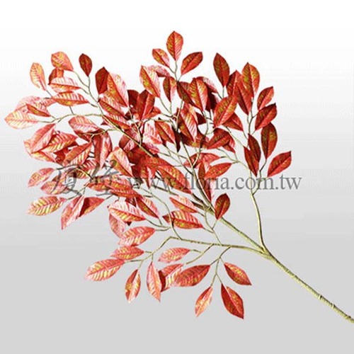 漆樹-紅示意圖