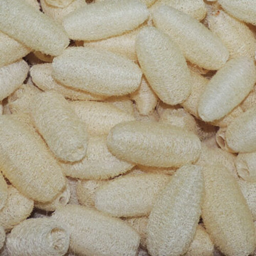 小型絲瓜絡～天然菜瓜布-1條 (3.5吋)示意圖