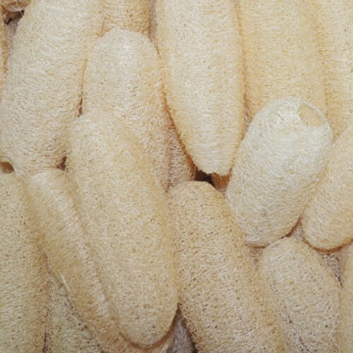 小型絲瓜絡～天然菜瓜布-1條 (4.5吋)示意圖