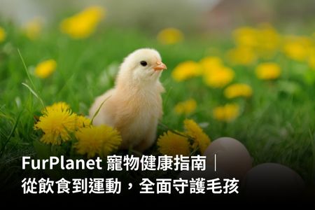 FurPlanet 寵物健康指南｜從飲食到運動，全面守護毛孩