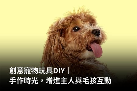 創意寵物玩具DIY|手作時光,增進主人與毛孩互動